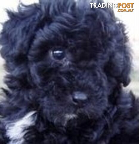 SHOODLE -Poodle cross Maltese/Shih-tzu