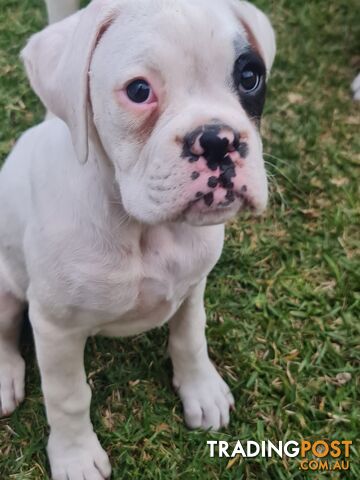 2 x Pure bred Boxer puppies