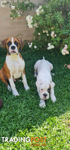 Pure Bred Male Boxer Puppy