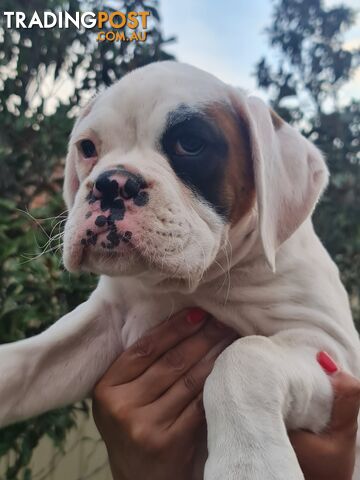 2 x Pure bred Boxer puppies