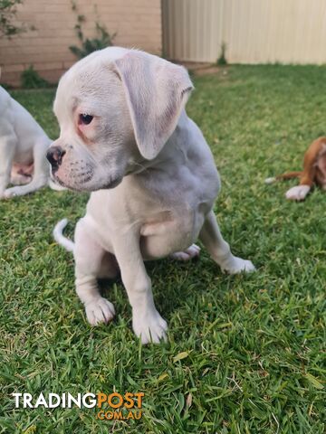 2 x Pure bred Boxer puppies