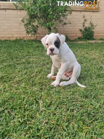 2 x Pure bred Boxer puppies