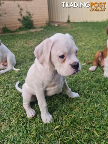 2 x Pure bred Boxer puppies