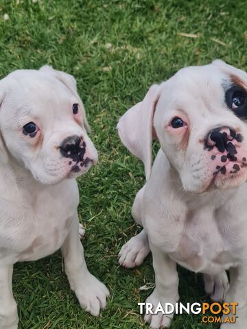 2 x Pure bred Boxer puppies