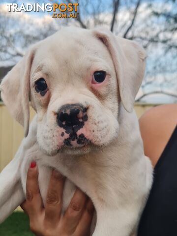 2 x Pure bred Boxer puppies