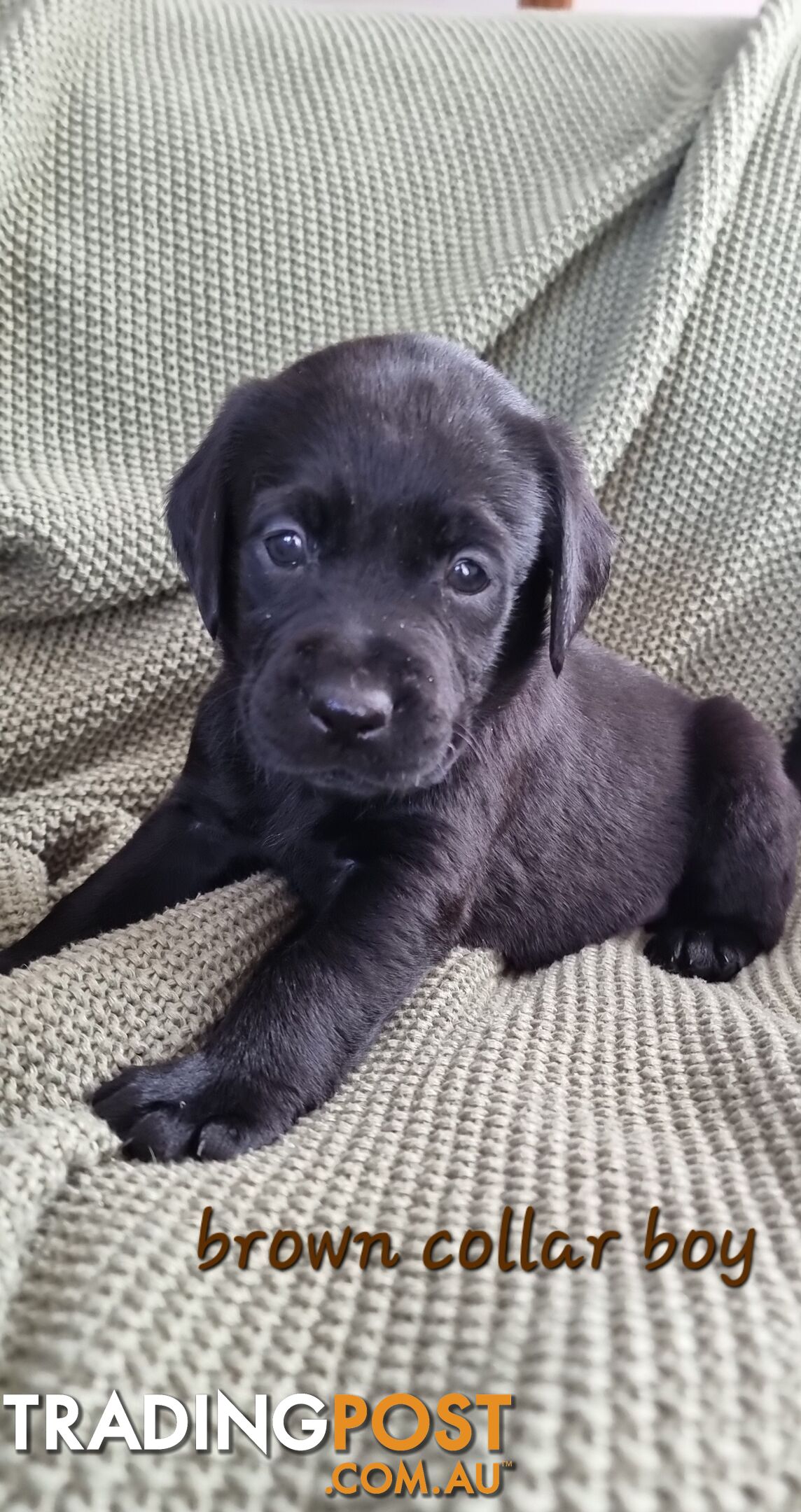 Labrador Puppies