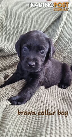 Labrador Puppies