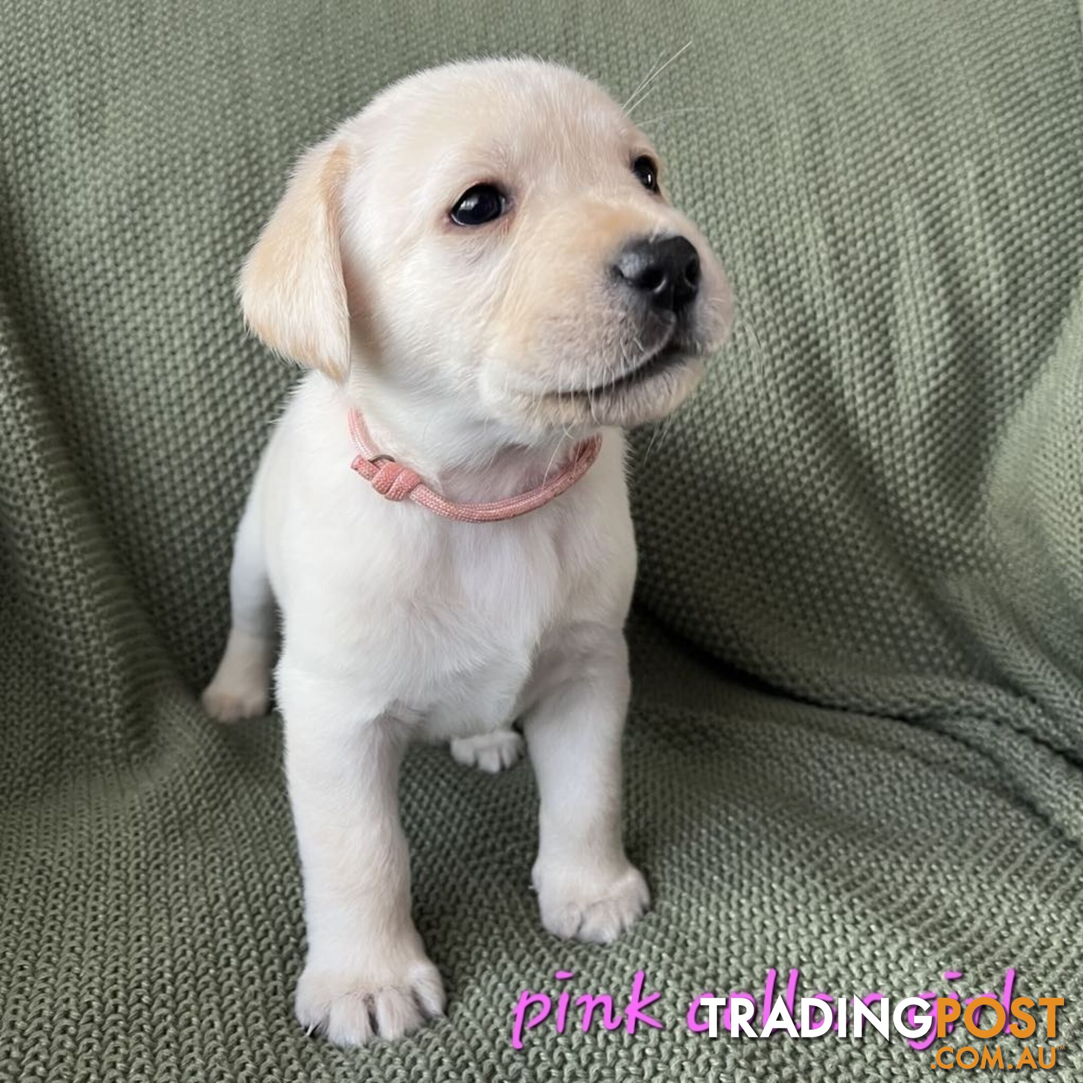 Labrador Puppies