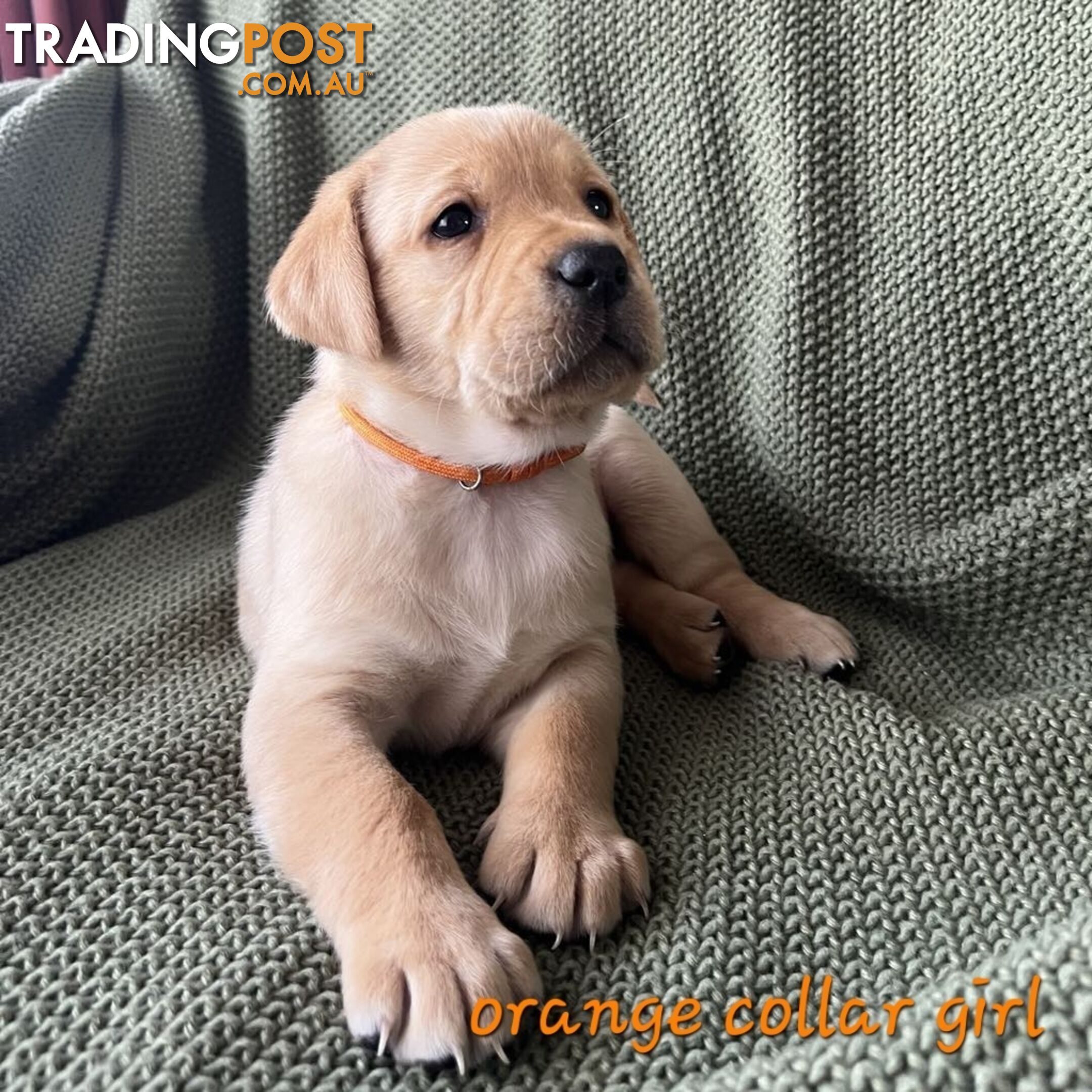 Labrador Puppies