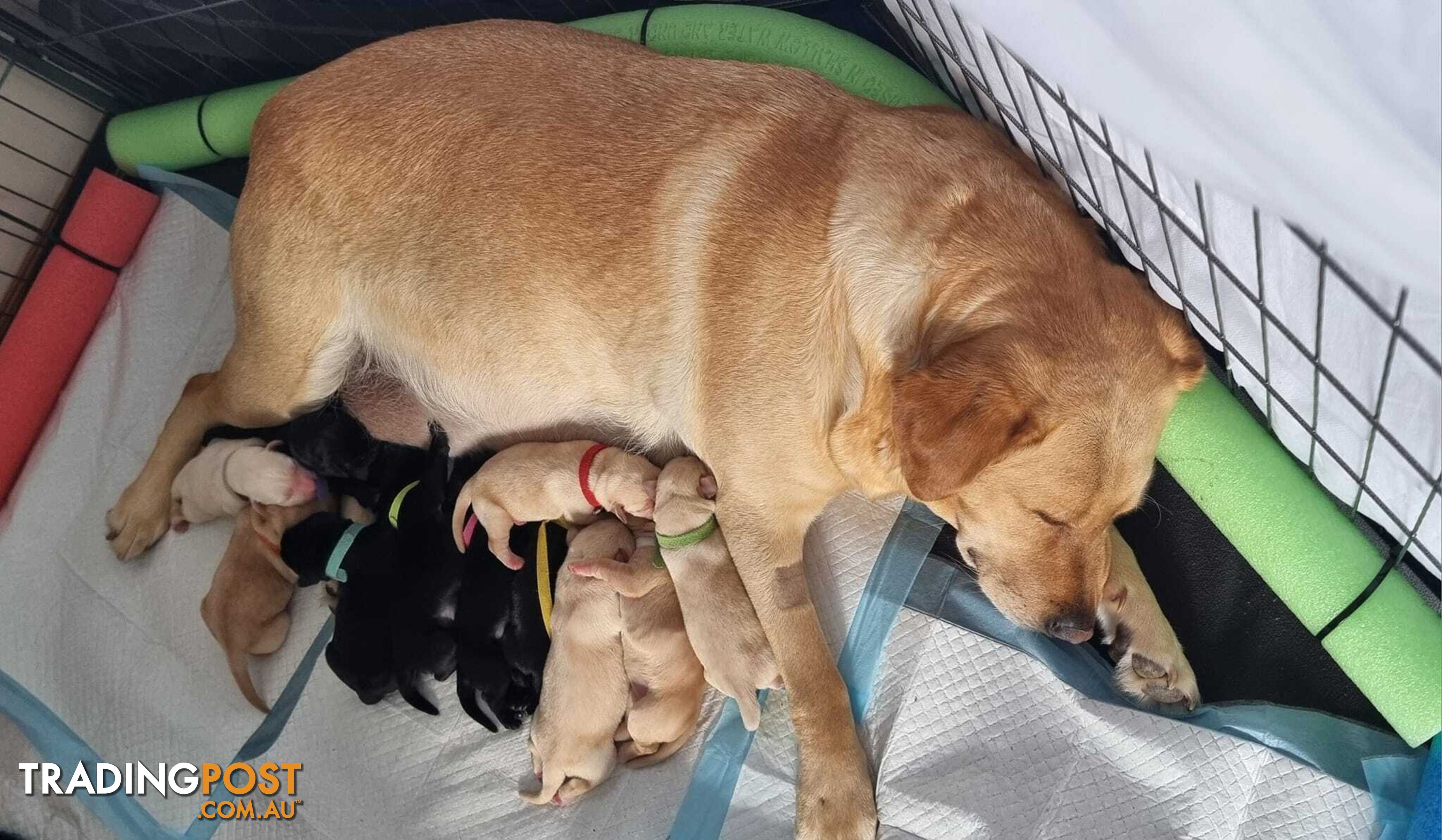 Labrador Puppies