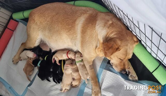 Labrador Puppies