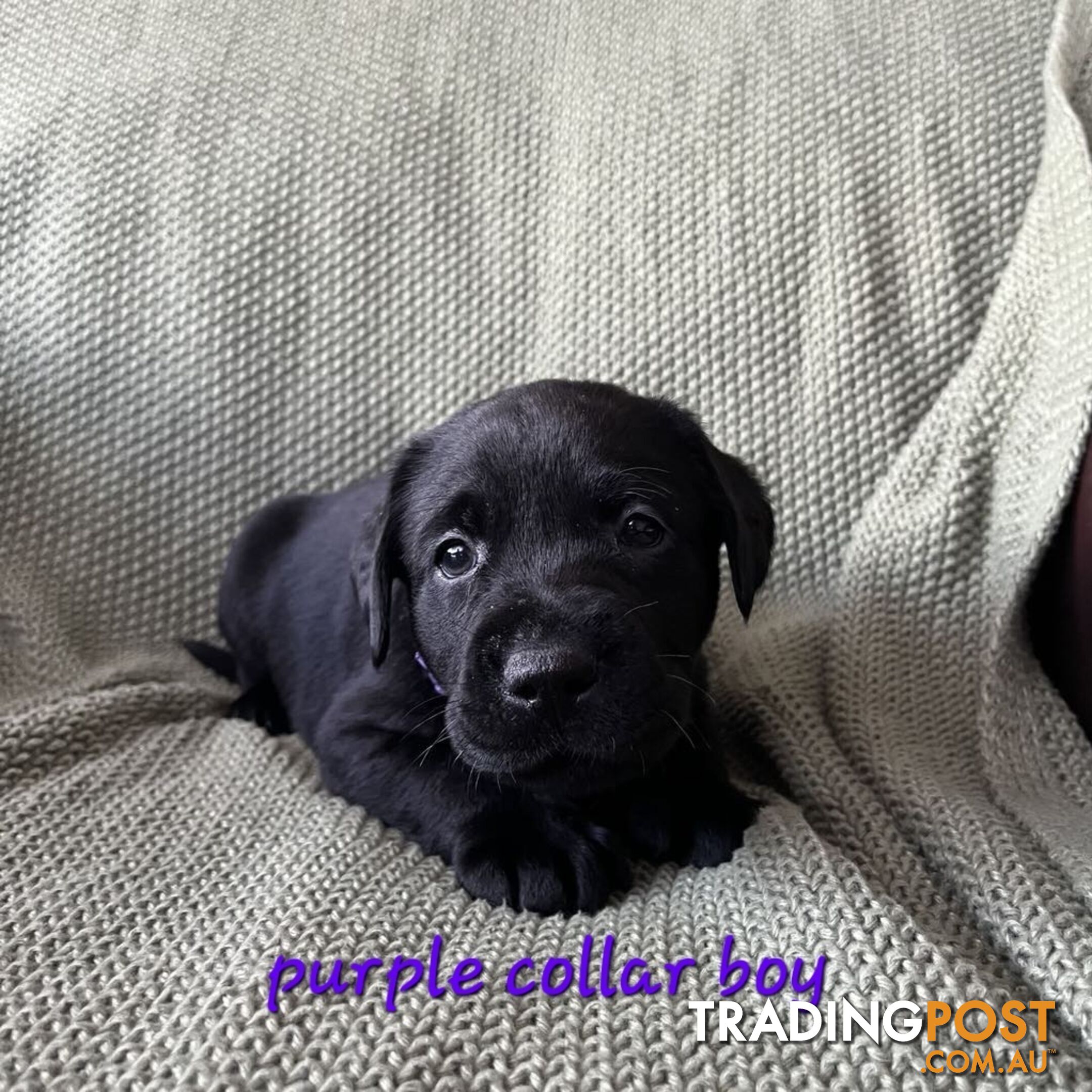 Labrador Puppies