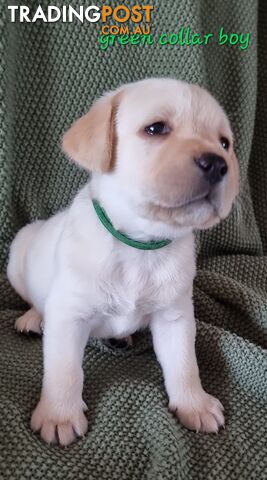 Labrador Puppies