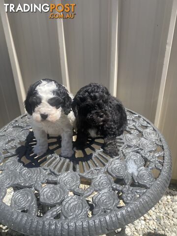 Cavoodle pups