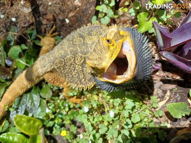 Central Bearded Dragons