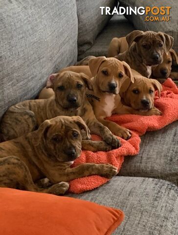 Staffy pups looking for their forever home.