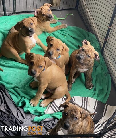 Gorgeous Staffy x puppies - ready to go