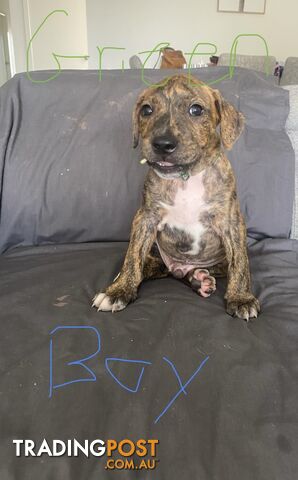 Gorgeous Staffy x puppies - ready to go