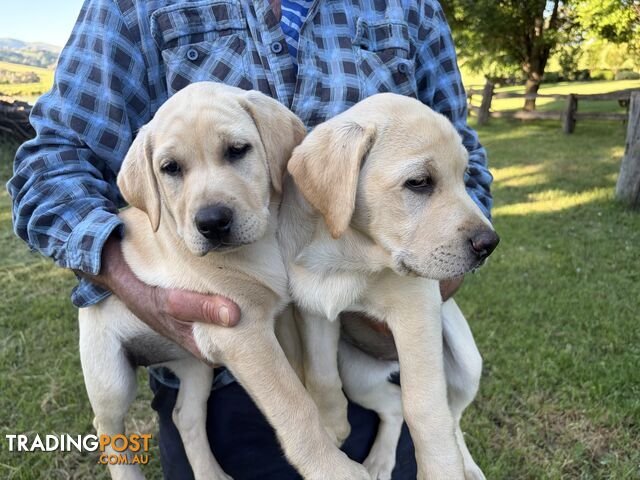 Labrador pups