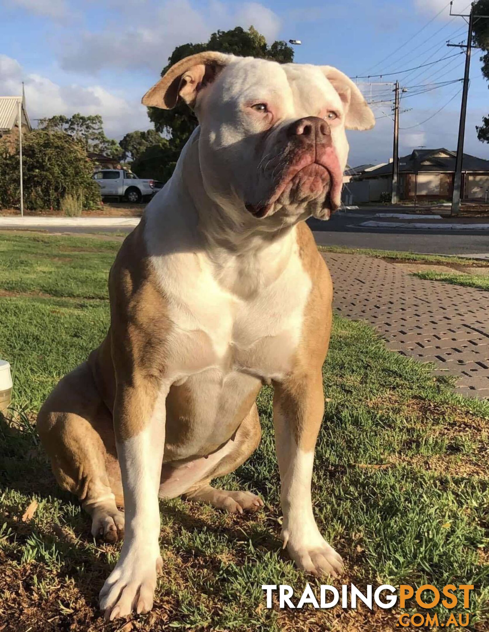 American Bulldog Puppies