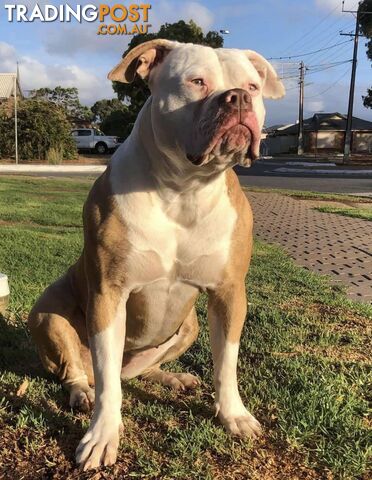 American Bulldog Puppies