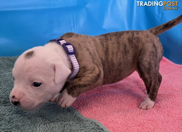 American Bulldog Puppies