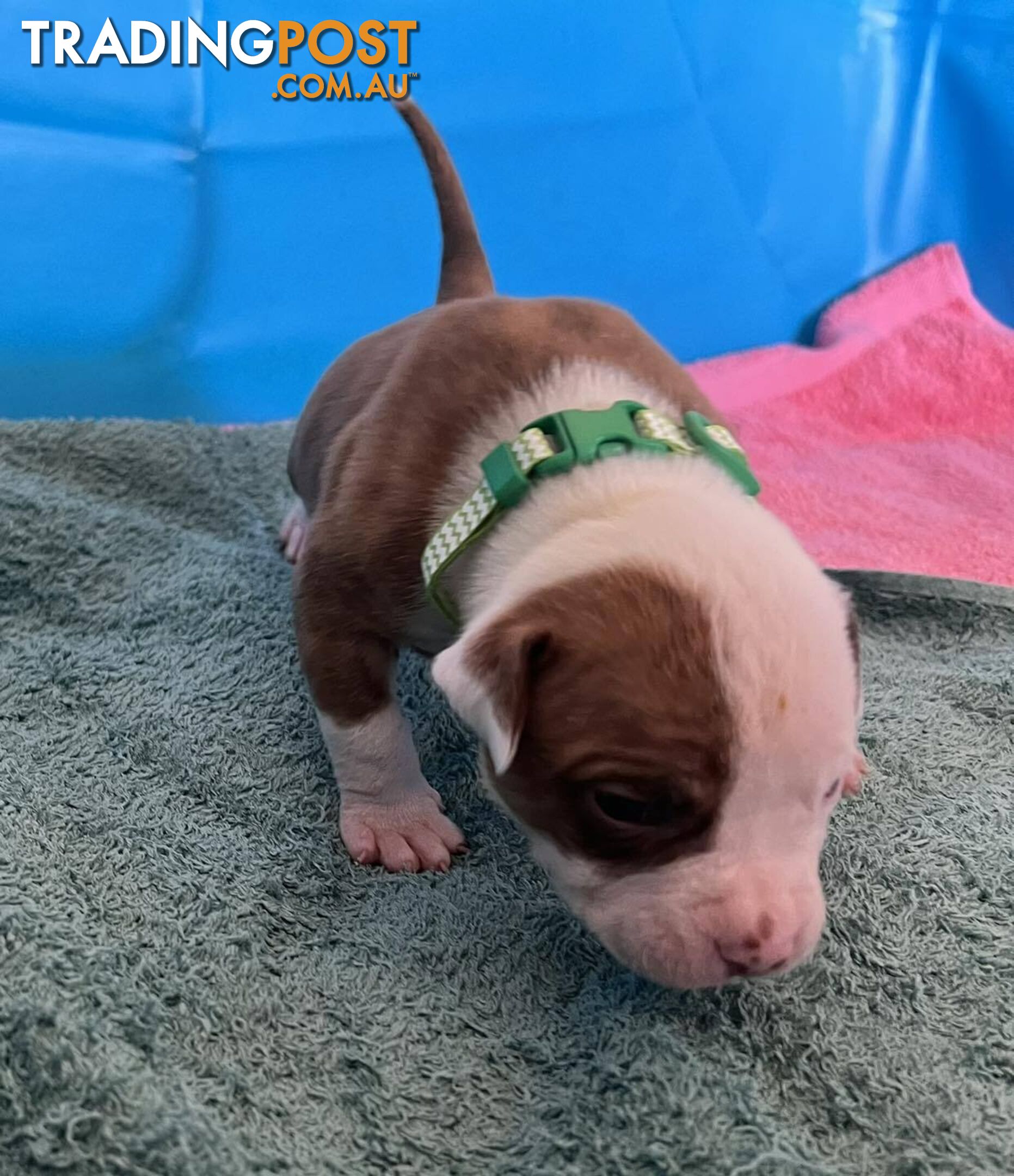 American Bulldog Puppies