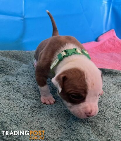 American Bulldog Puppies