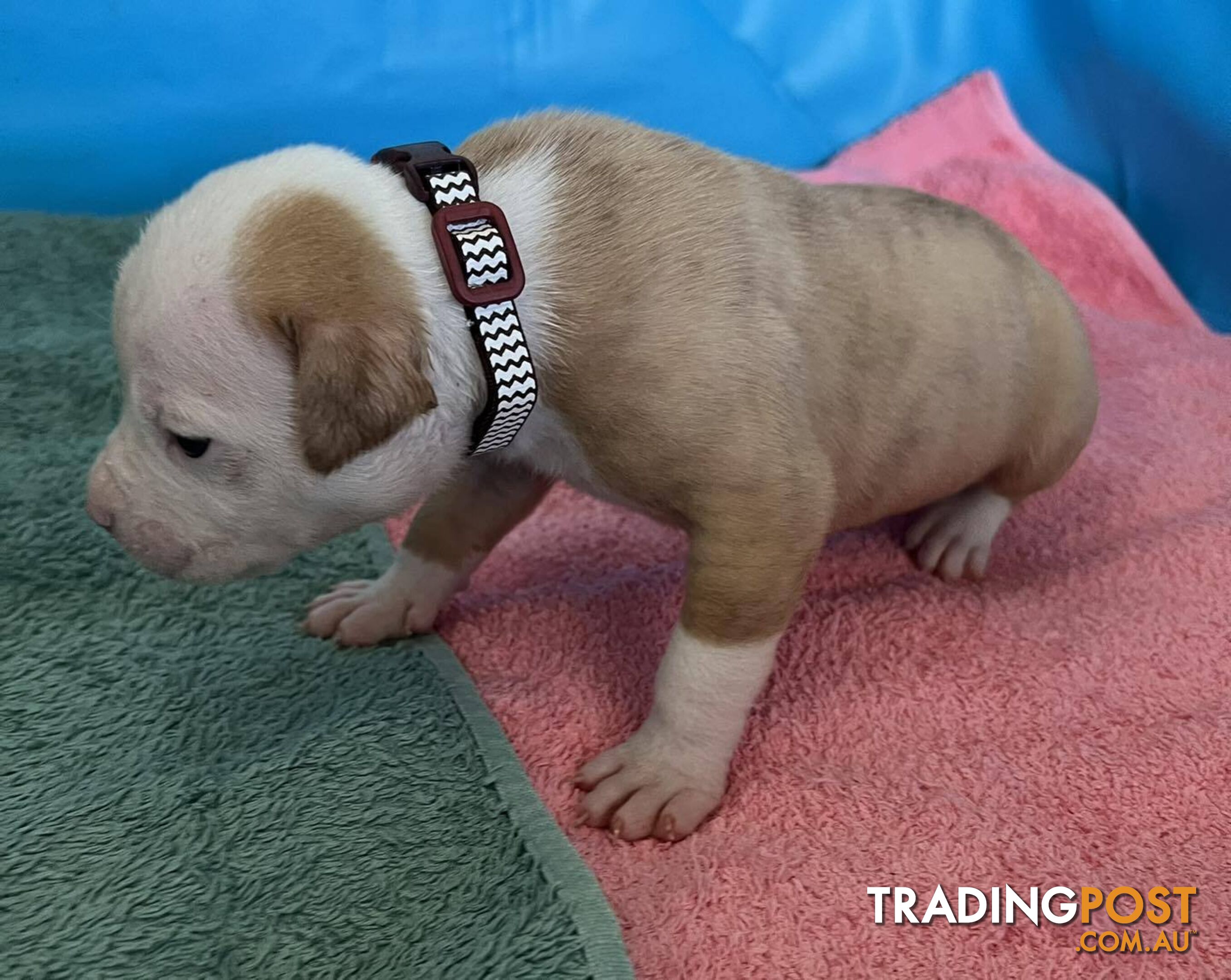 American Bulldog Puppies