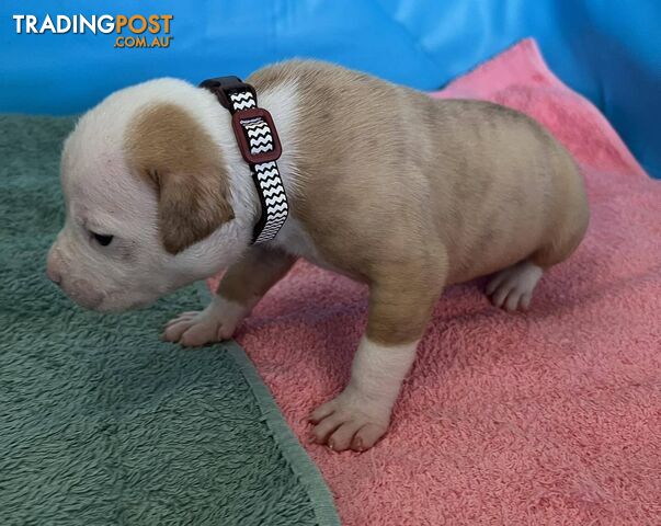 American Bulldog Puppies