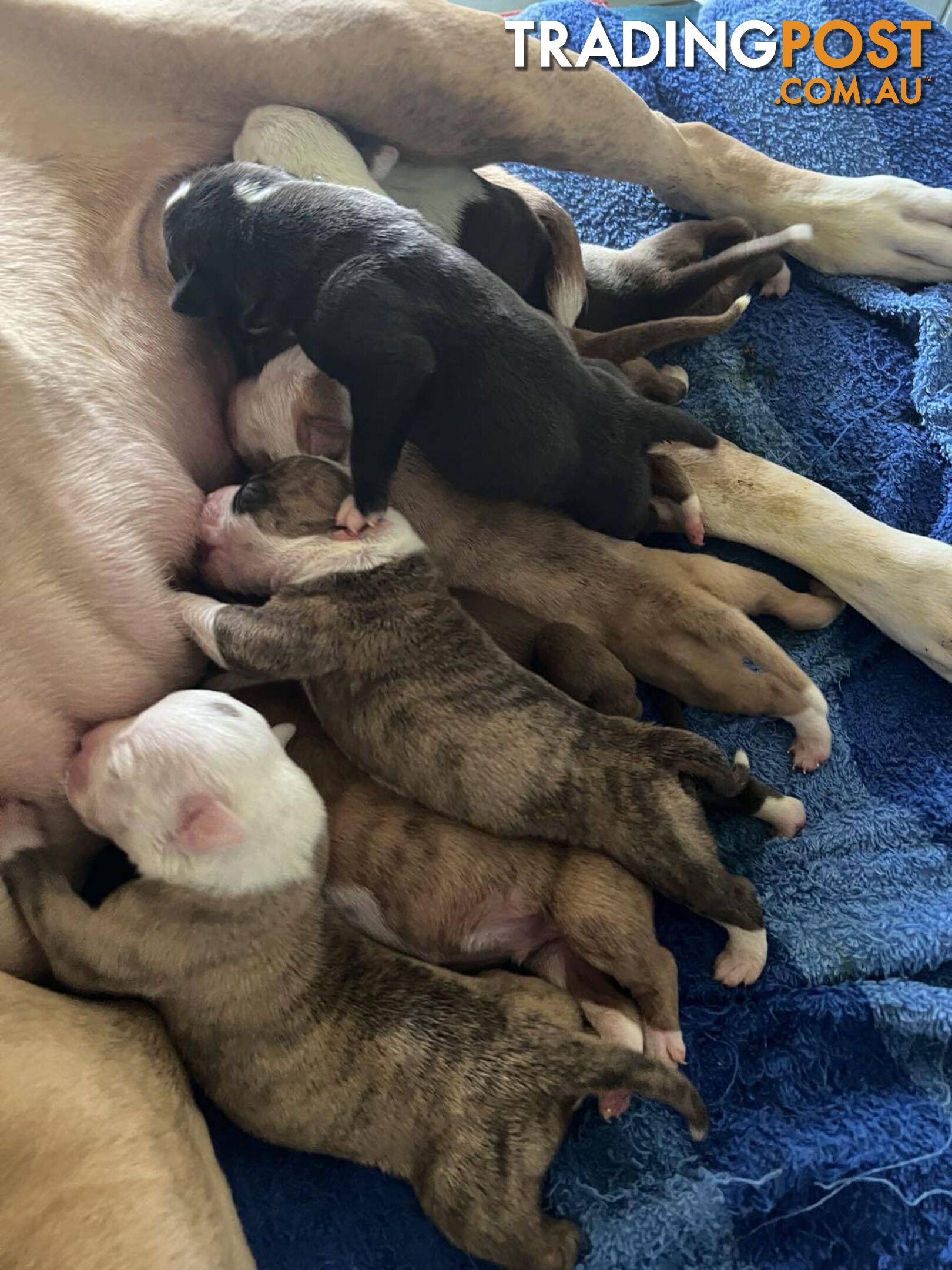 American Bulldog Puppies