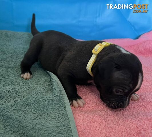 American Bulldog Puppies