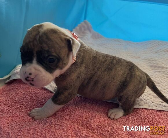 American Bulldog Puppies