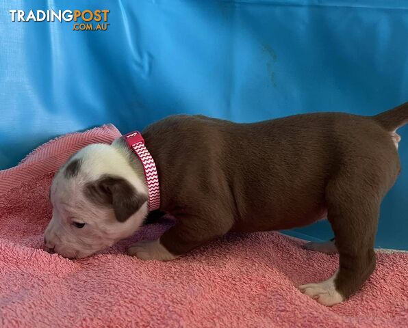 American Bulldog Puppies