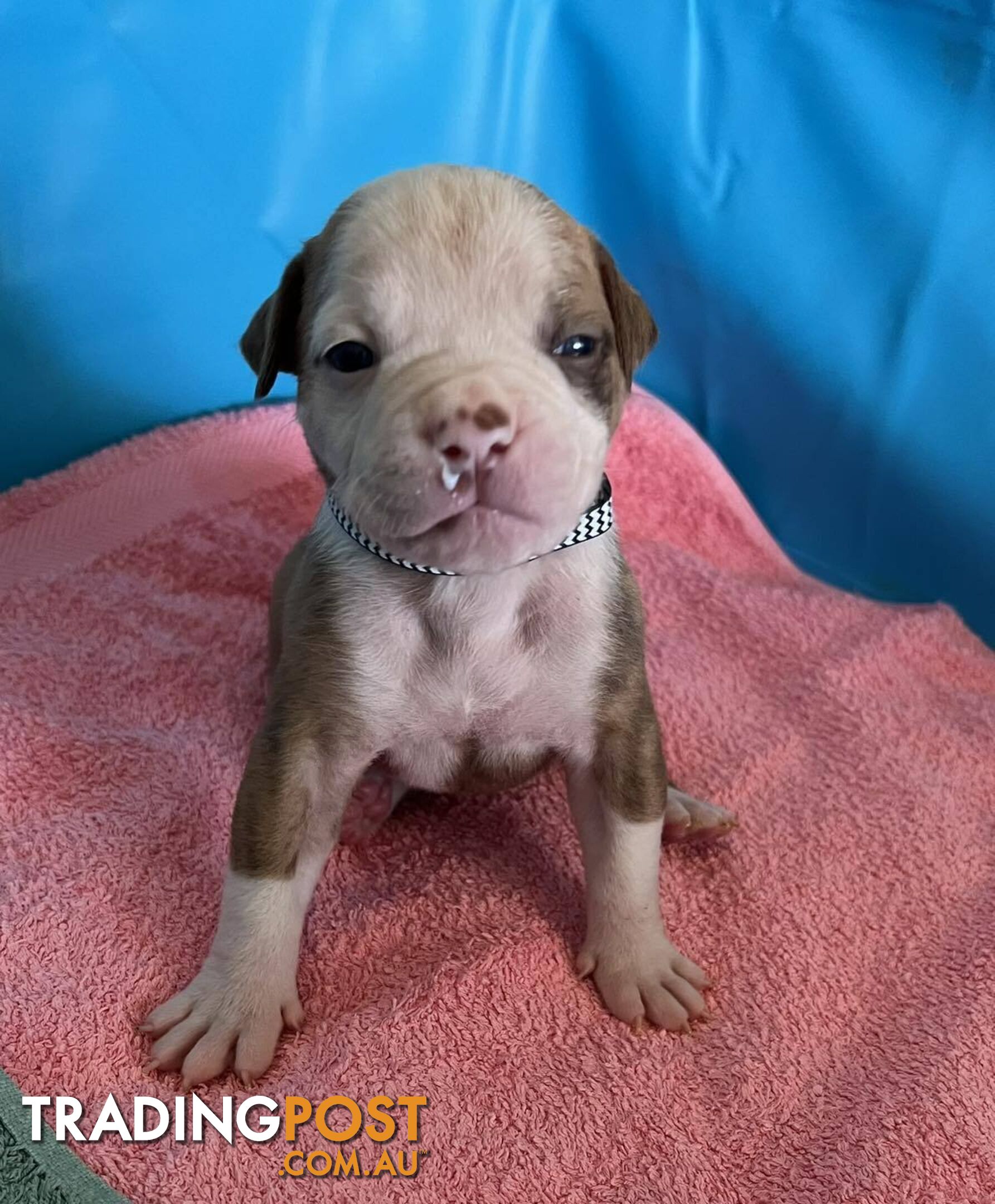 American Bulldog Puppies