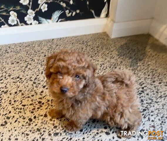Pure Bred Toy Poodle Puppies for sale