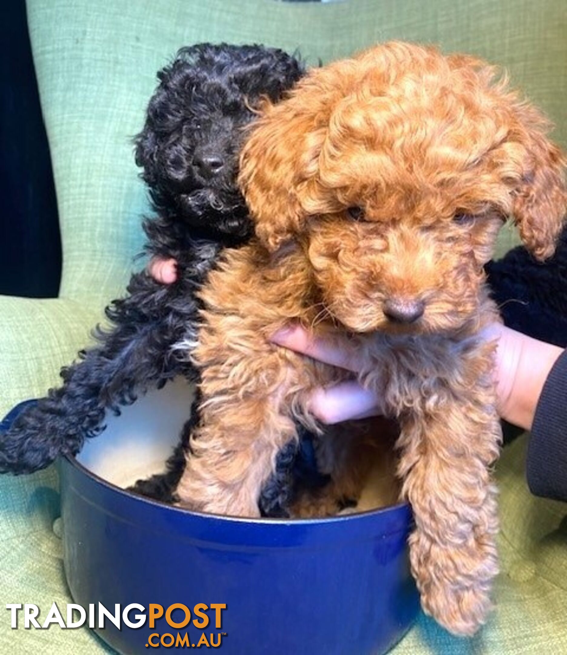 Pure Bred Toy Poodle Puppies for sale