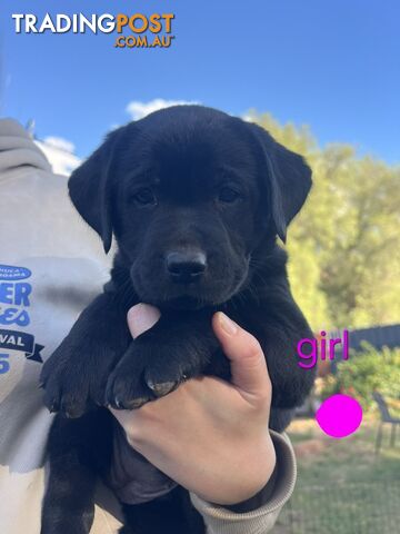 Labrador Puppies