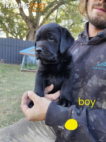 Labrador Puppies