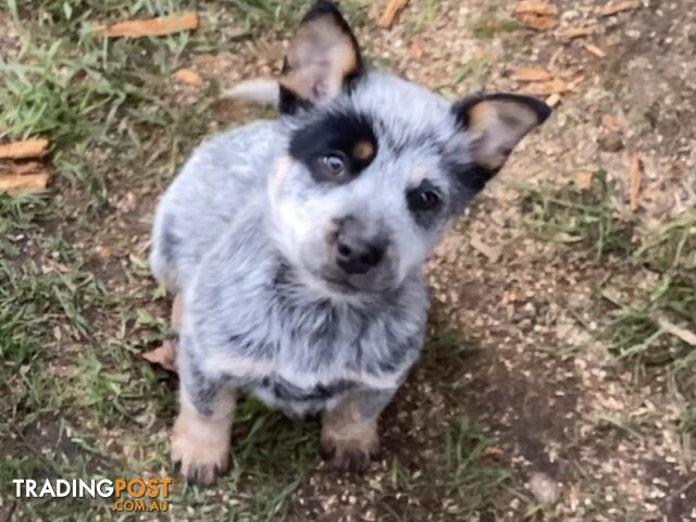 Australian Cattle Dog PUPPIES