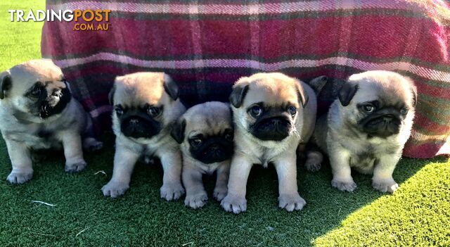 Purebred Fawn Pug Puppies