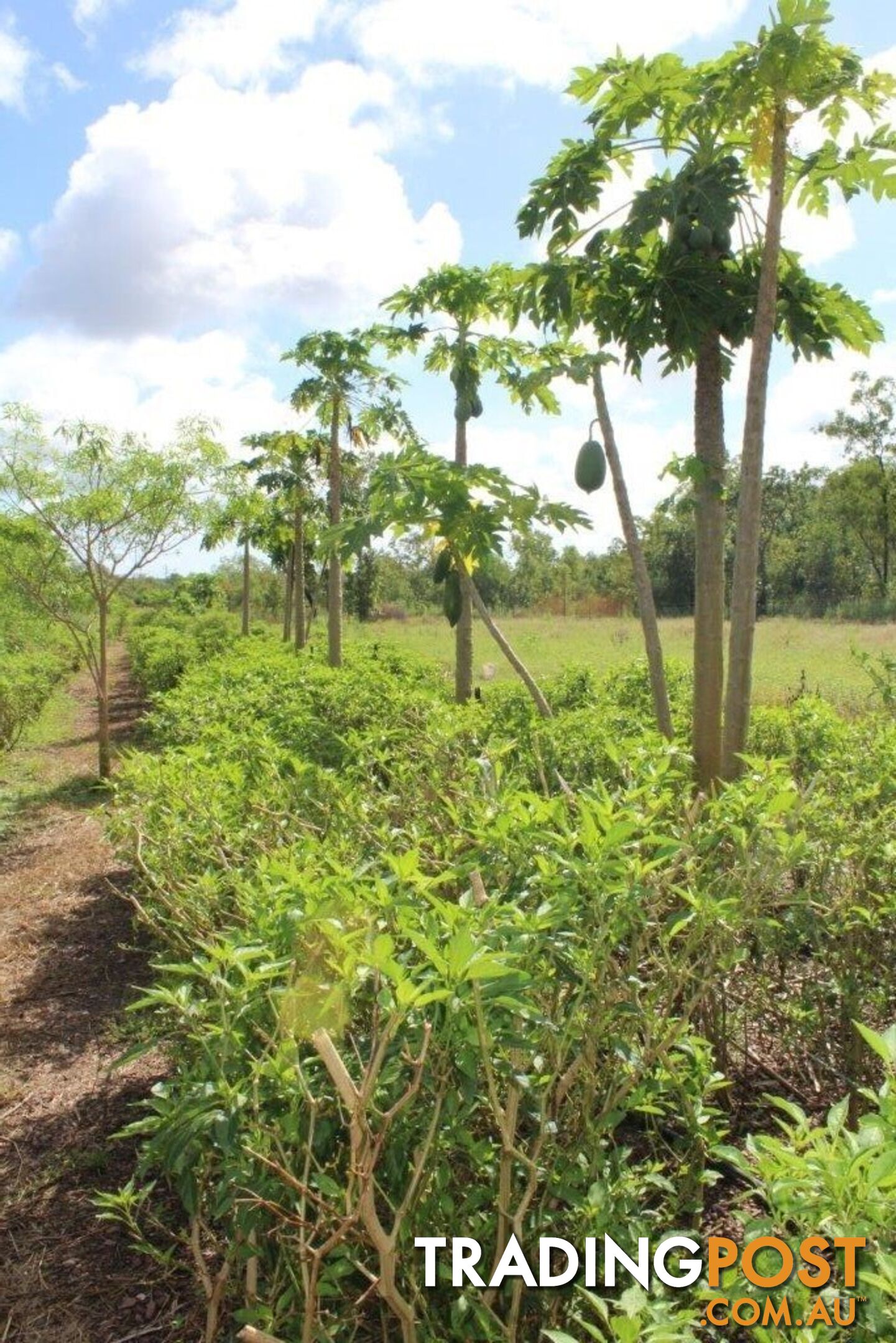 Acacia Hills NT 0822