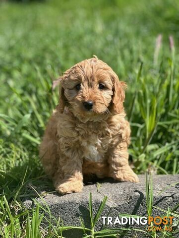 True F1 Toy cavoodles ready to take home now