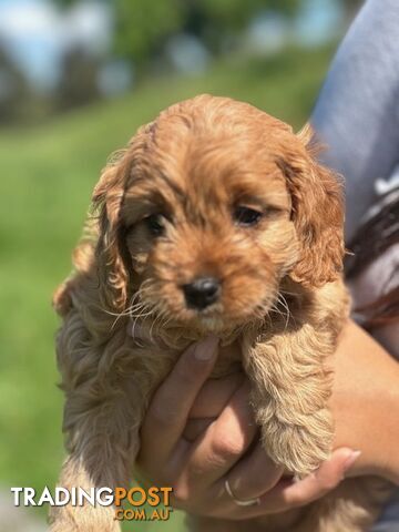 True F1 Toy cavoodles ready to take home now