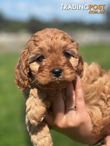 True F1 Toy cavoodles ready to take home now