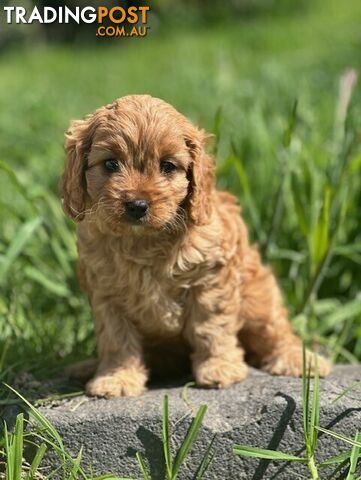 True F1 Toy cavoodles ready to take home now