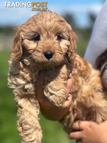 True F1 Toy cavoodles ready to take home now