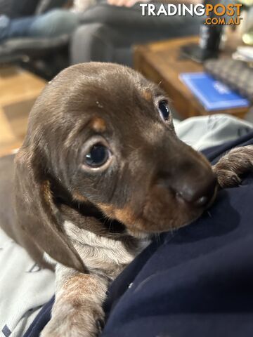 Dachshunds mini piebald