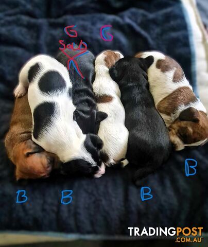 Dachshund X puppies