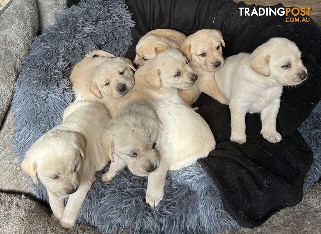 Golden retriever x labradors